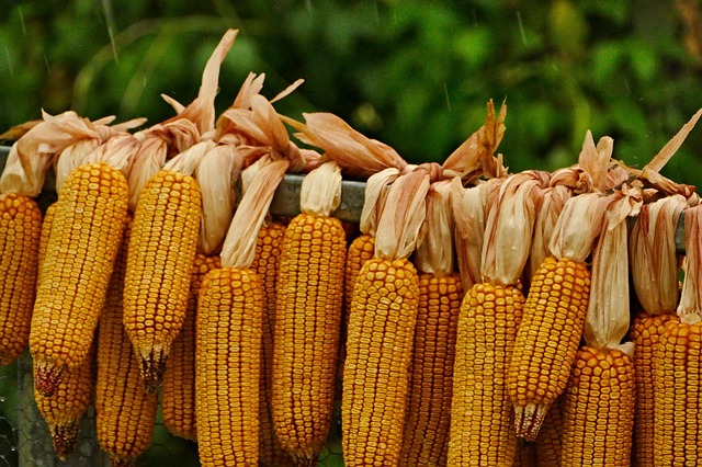 sušení kukuřice
